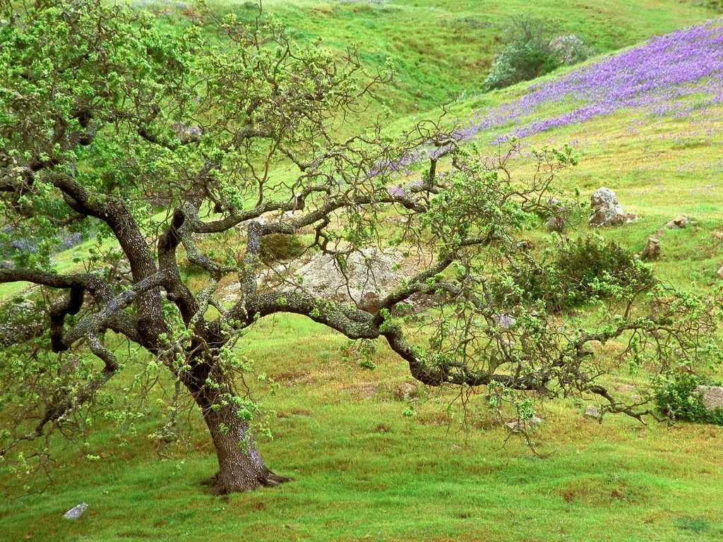 OakTreeSantaRosaCreekCalifornia.jpg