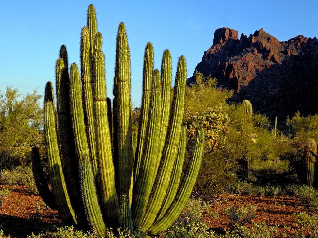 OrganPipeCactusAlamoCanyonArizona.jpg
