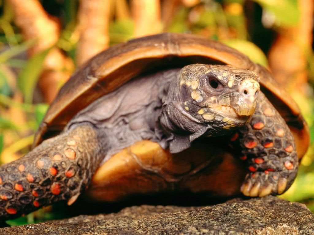 RedFootTortoise.jpg