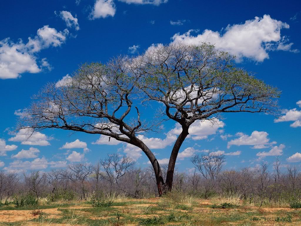 ShakaweBotswana.jpg