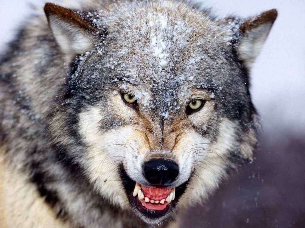 SnarlingGrayWolf.jpg
