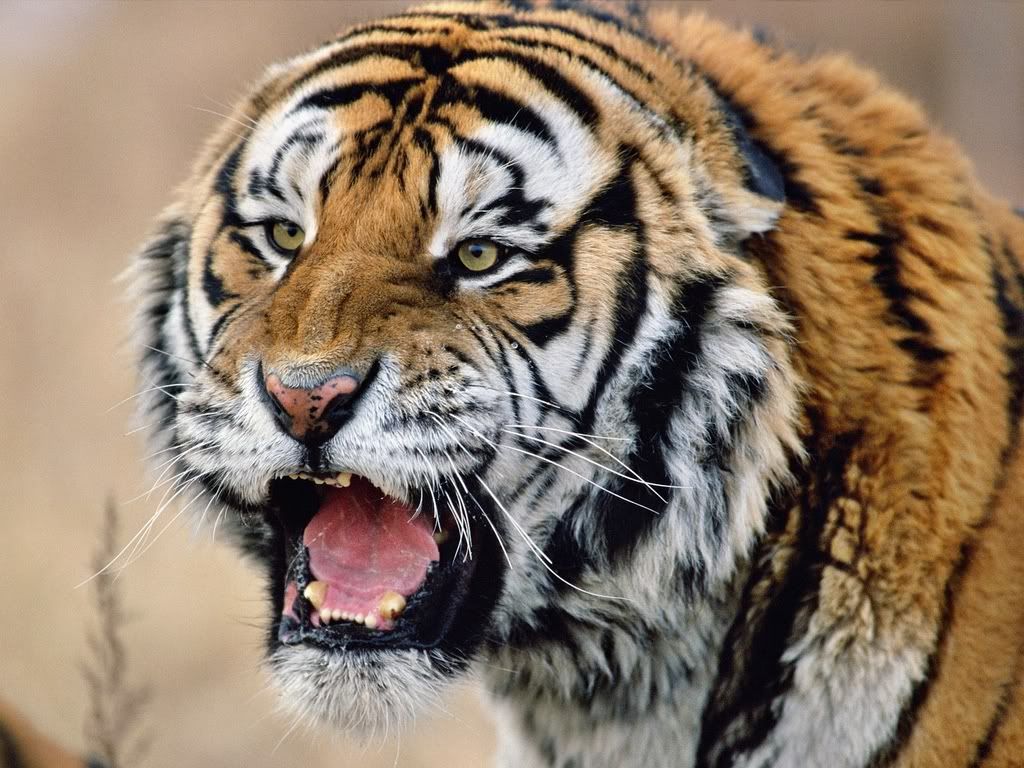 SnarlingSiberianTigerRussia.jpg