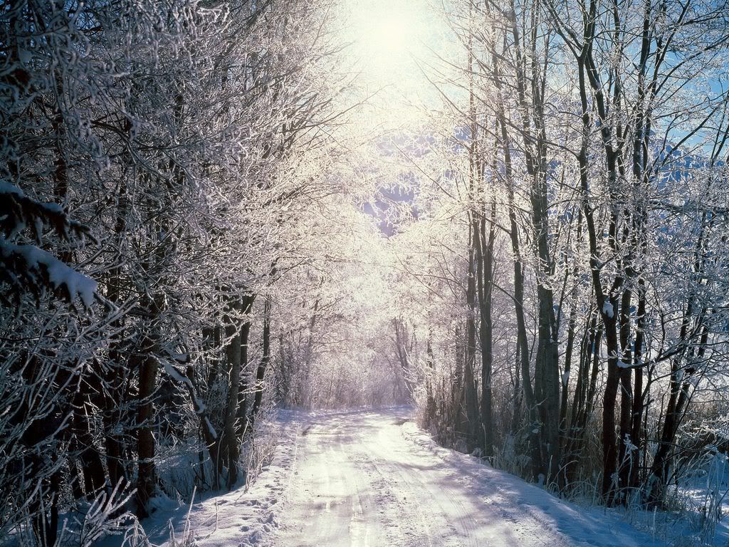 SnowyWoodsBernSwitzerland.jpg