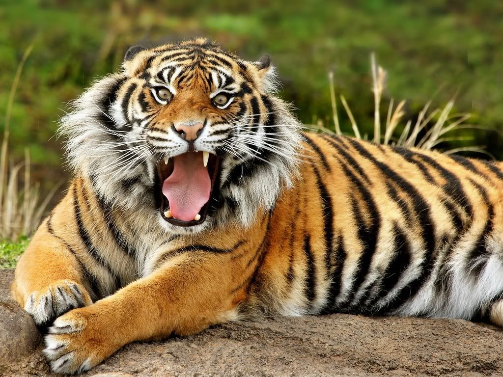 SumatranTiger.jpg