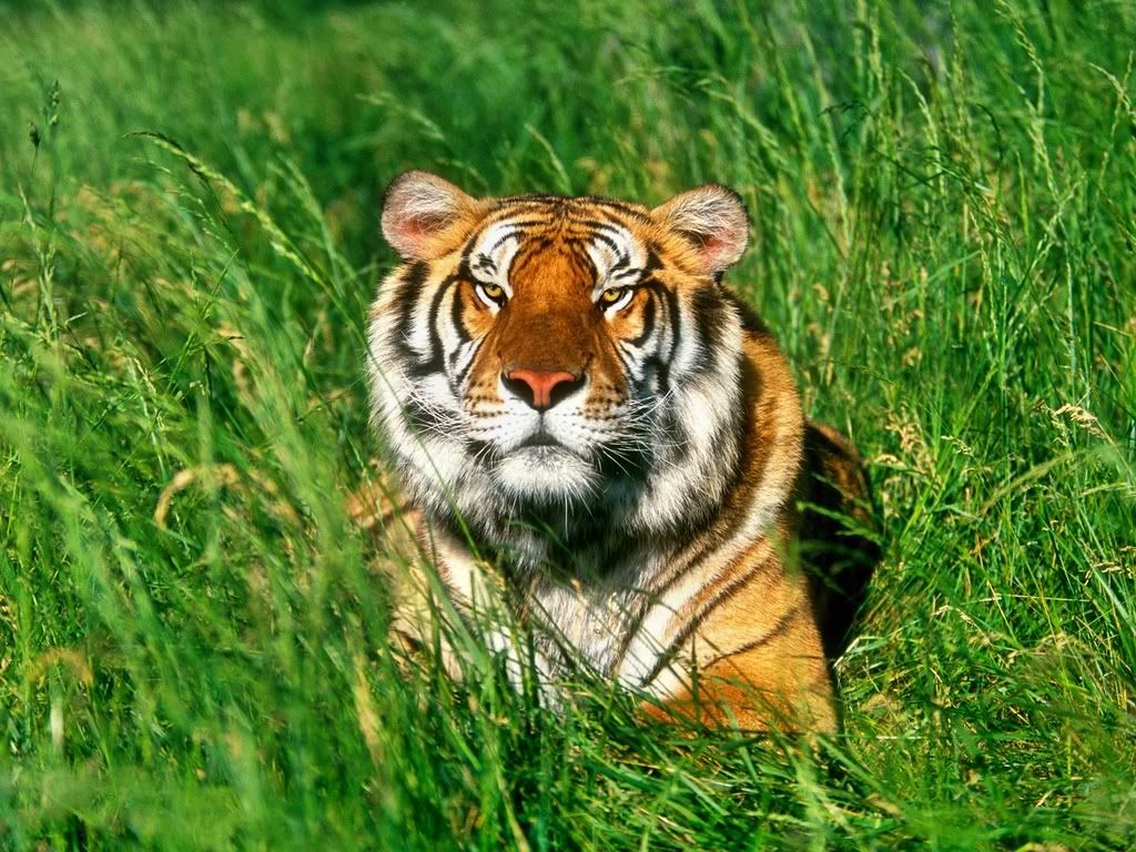 SunbatherBengalTiger.jpg