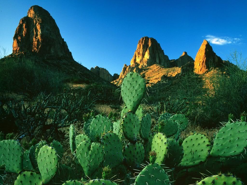 SunriseLightonPricklyPearCactiandth.jpg