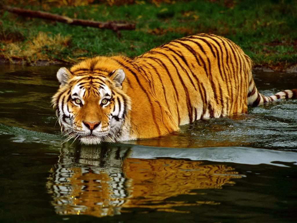 SwimmingTiger.jpg