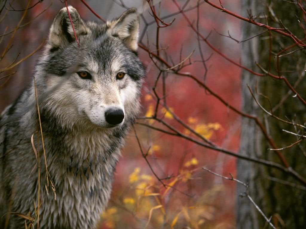 TheLookoutGrayWolf.jpg