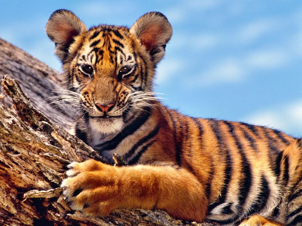 TigerCub.jpg