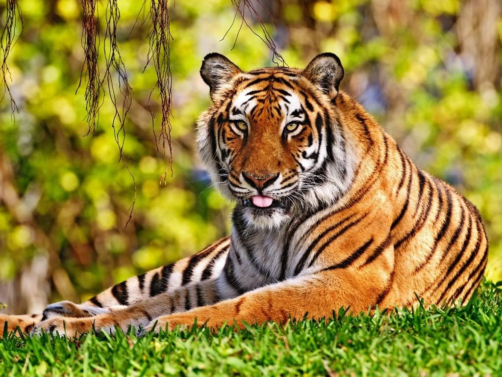 TigerTongue.jpg
