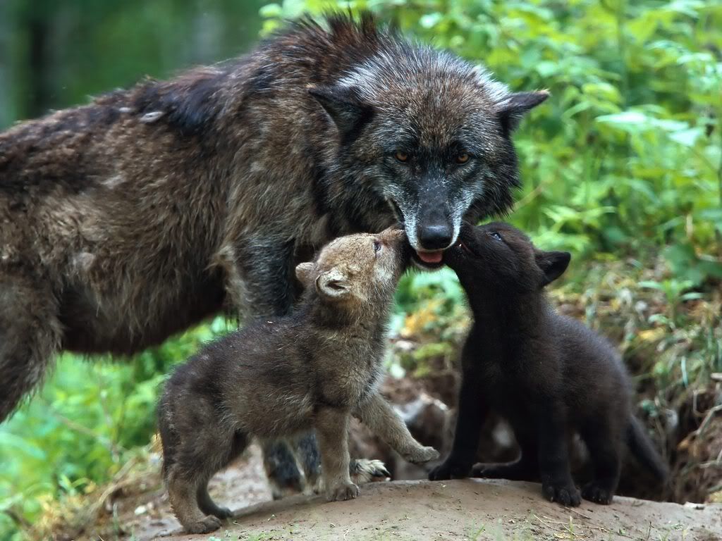 TimberWolves.jpg