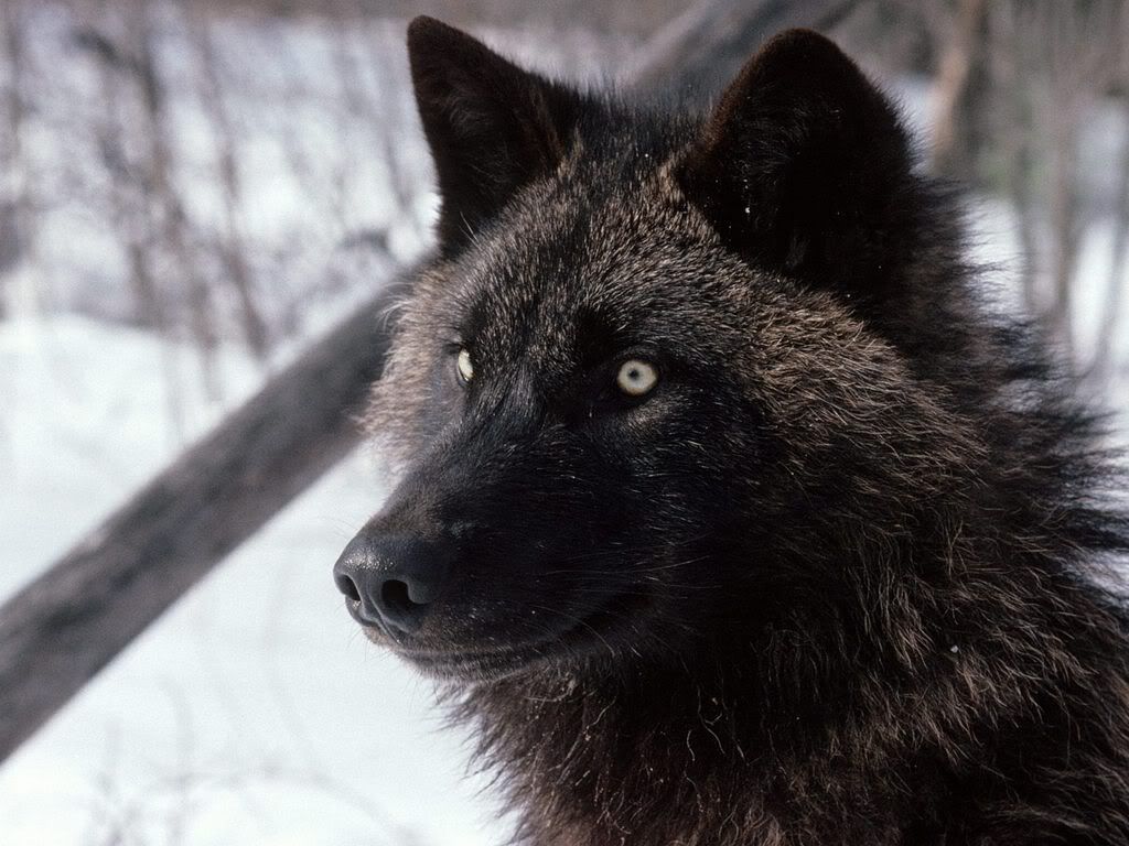 TundraWolfAlaska.jpg