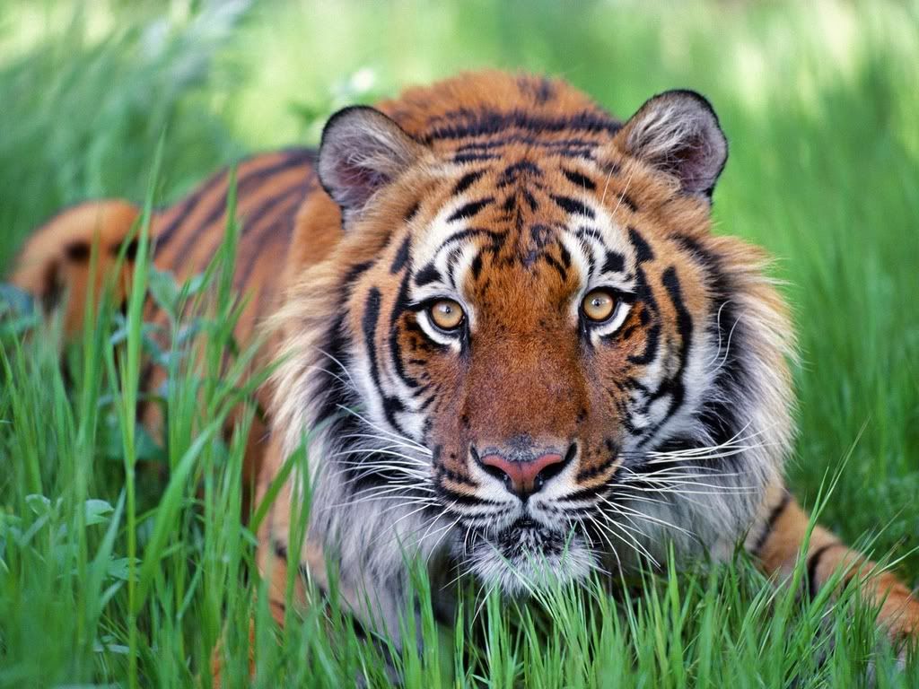 WatchfulEyesBengalTiger.jpg