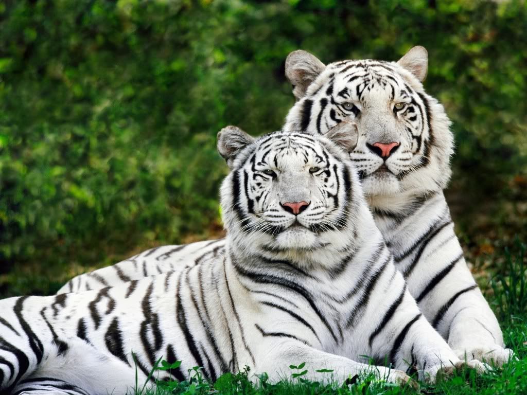 WhitePhaseBengalTigers.jpg