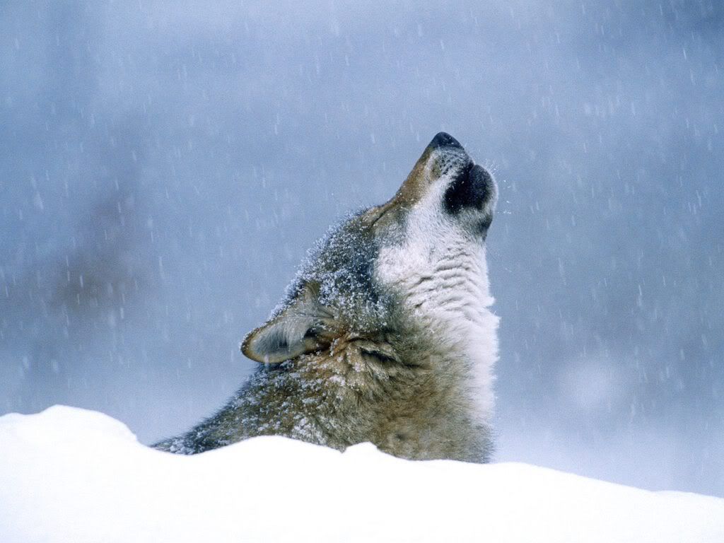 WinterHowl.jpg