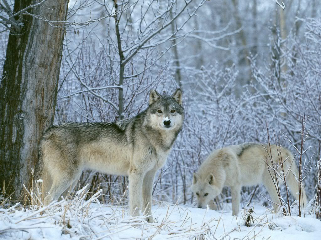 WinterLandWolves.jpg