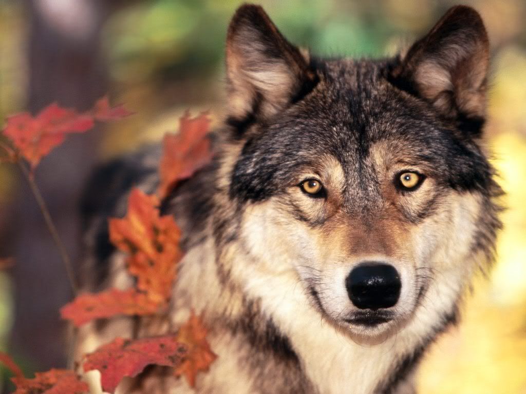 WolfandAutumnColors.jpg