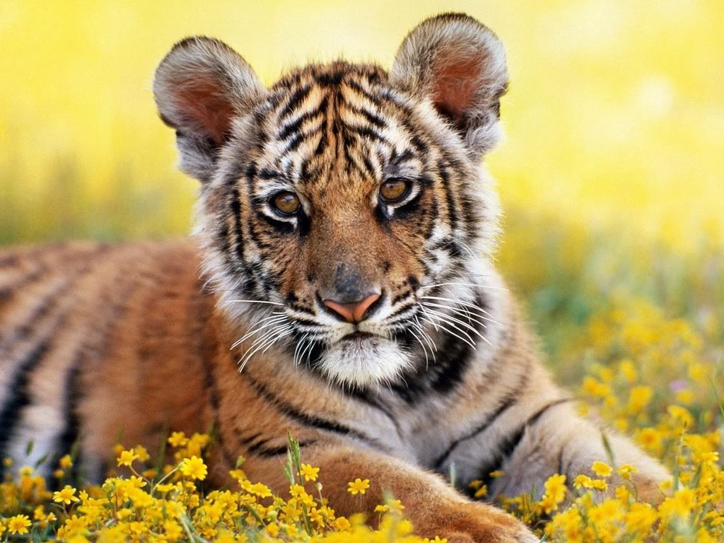 _TigerCub.jpg