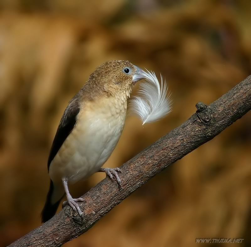 africansilverbill.jpg