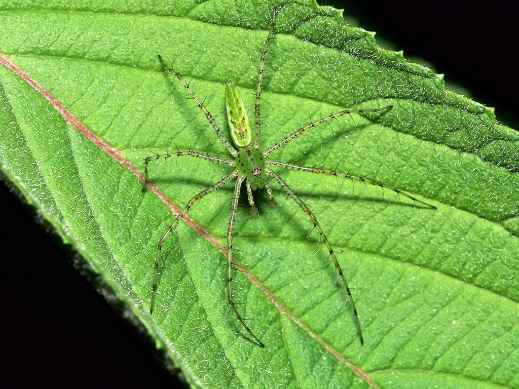 insect_1002.jpg