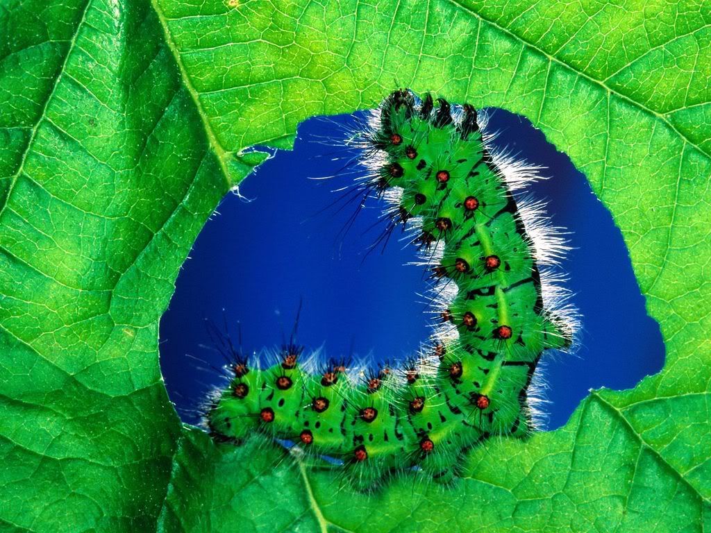 insect_1004.jpg
