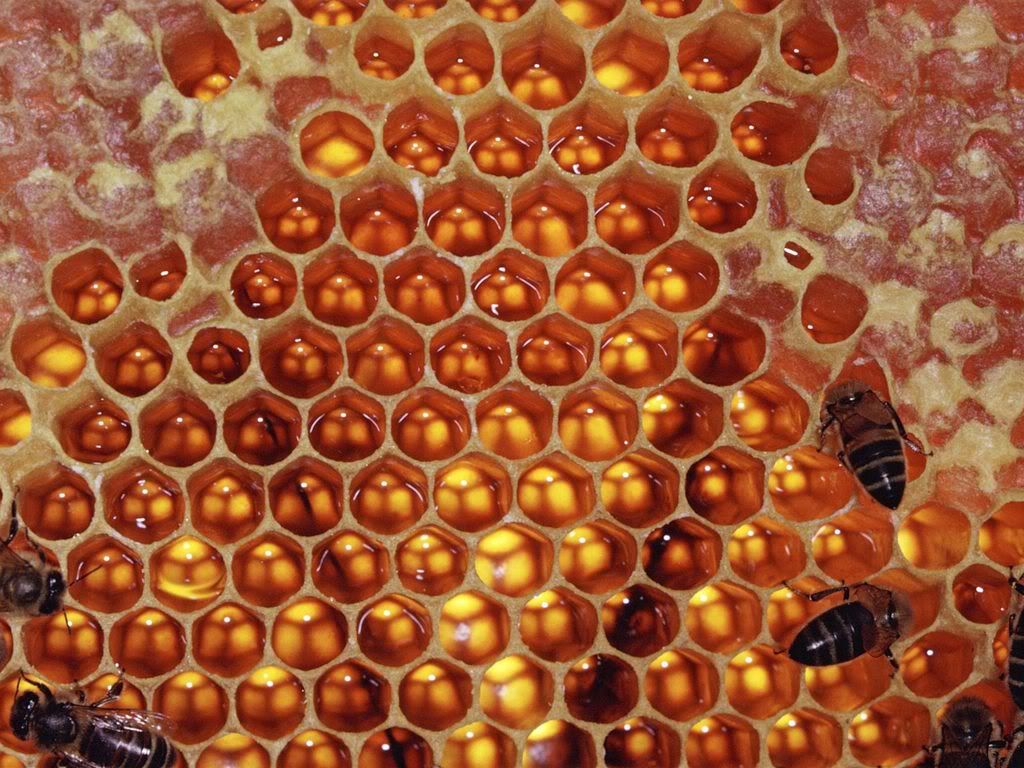 insect_1006.jpg