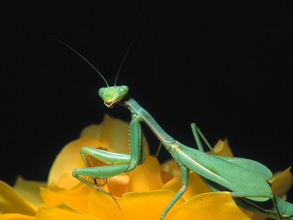 insect_1007.jpg