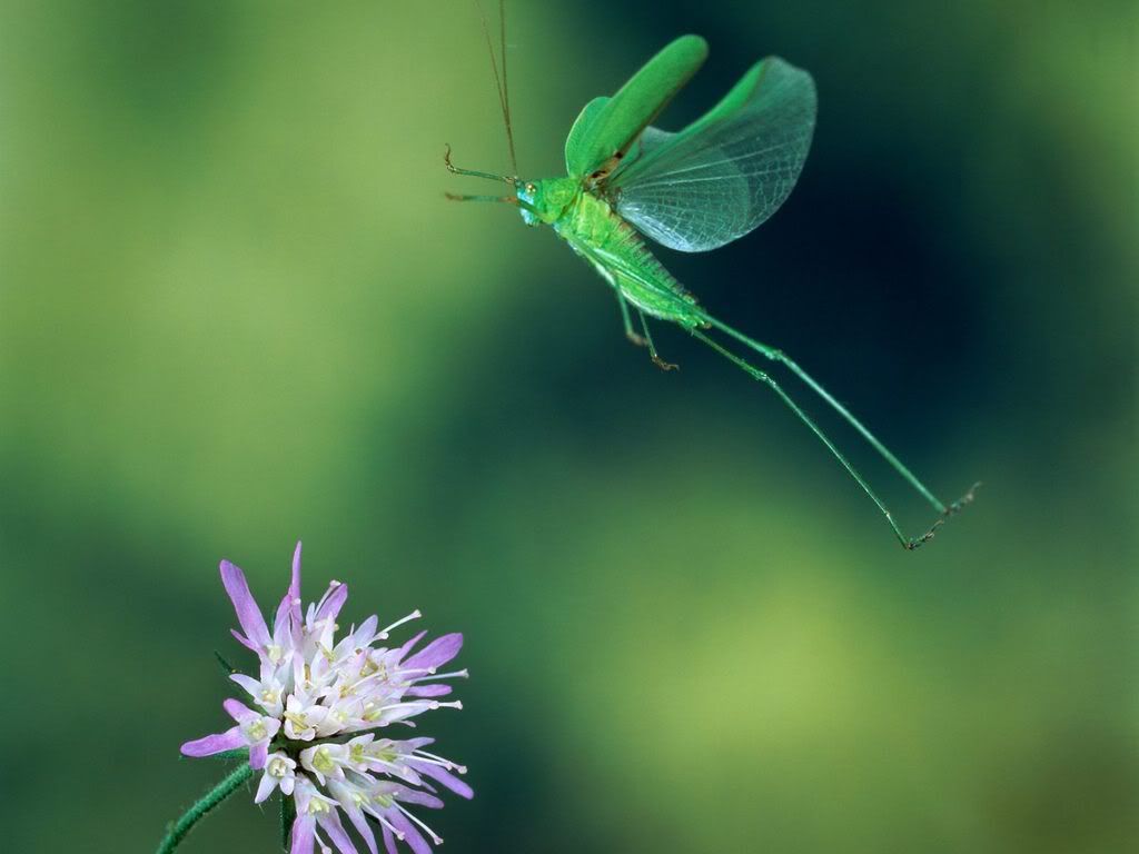 insect_1008.jpg