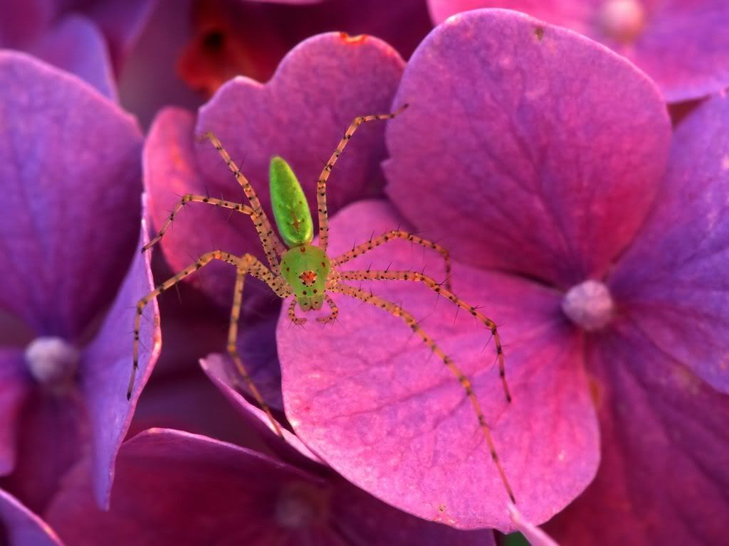insect_1009.jpg