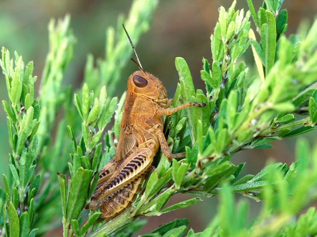 insect_1010.jpg
