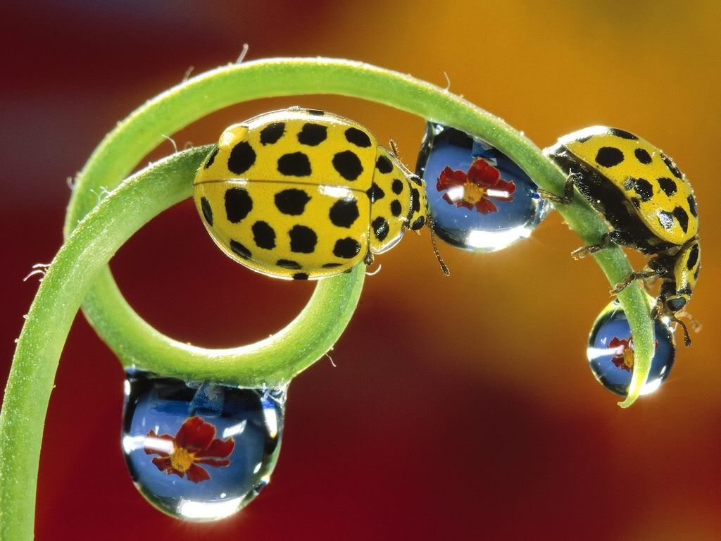insect_1011.jpg