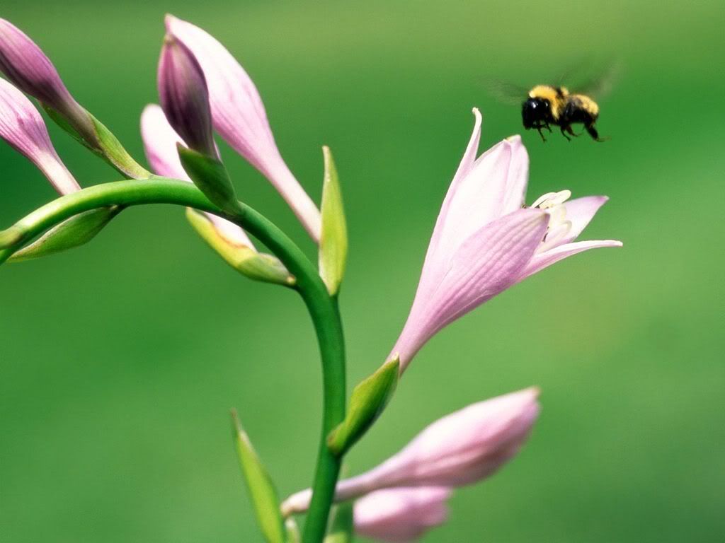 insect_1012.jpg