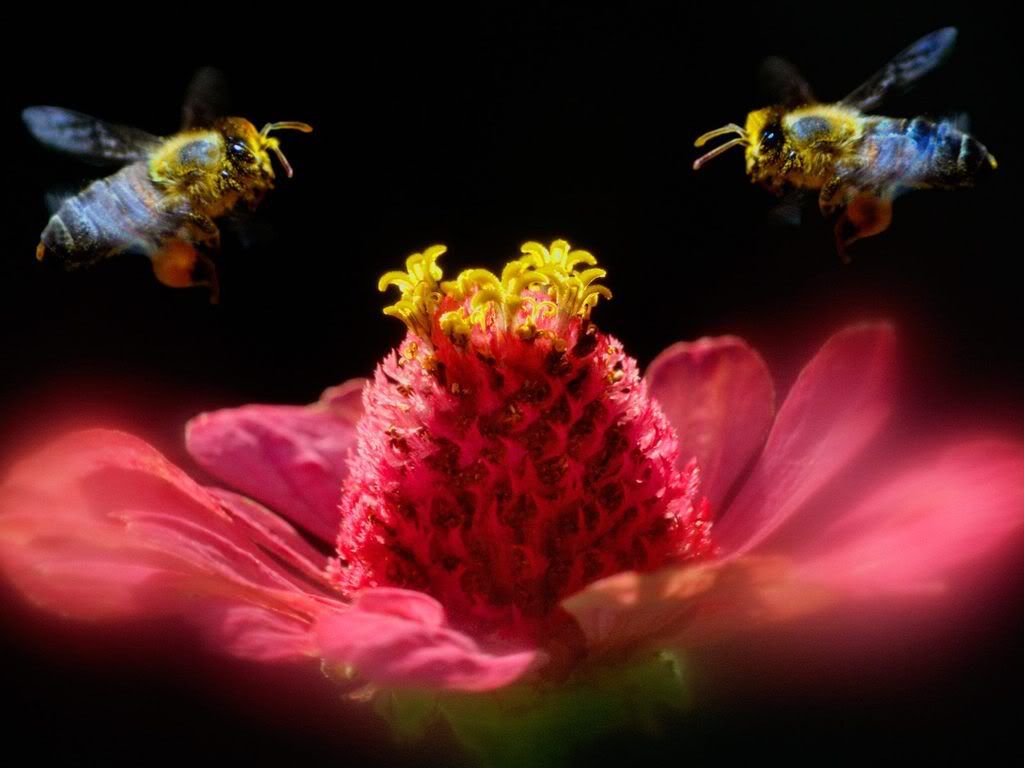 insect_1017.jpg
