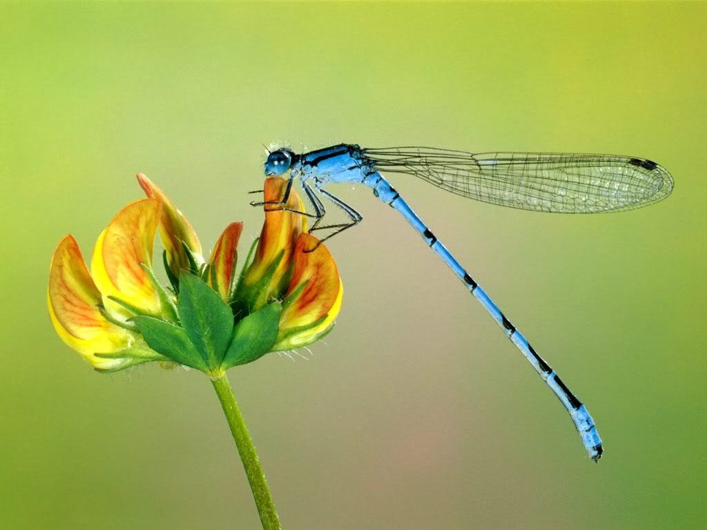 insect_1018.jpg