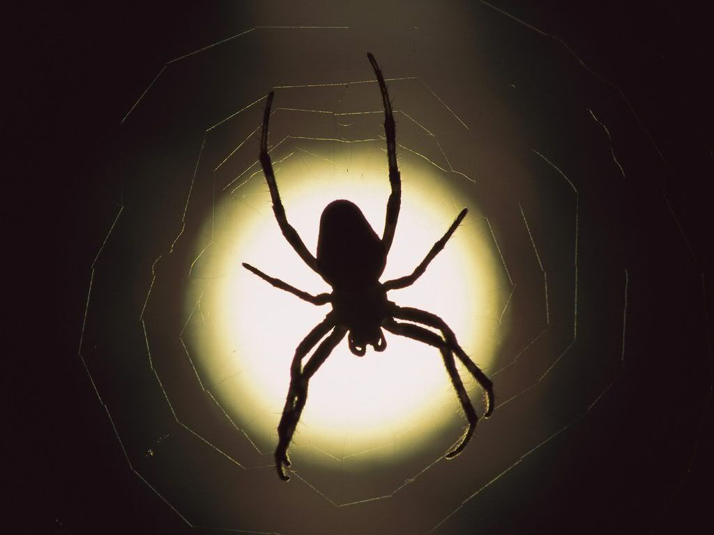 insect_1019.jpg