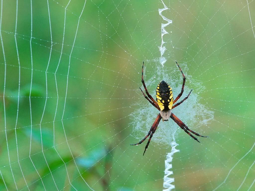 insect_1020.jpg