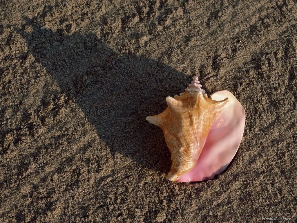 seashells002.jpg