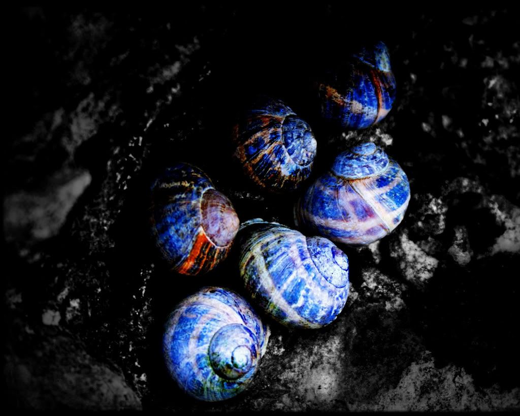 seashells003.jpg