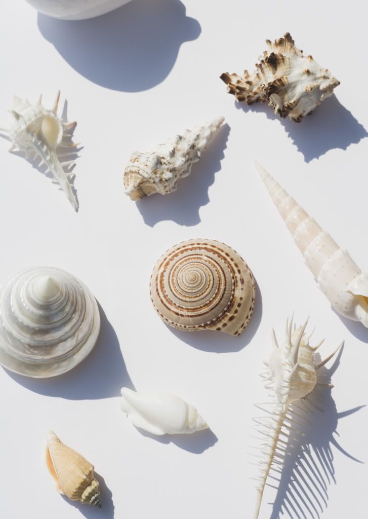 seashells005.jpg