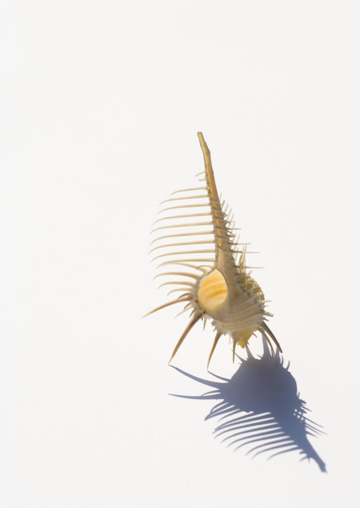 seashells006.jpg