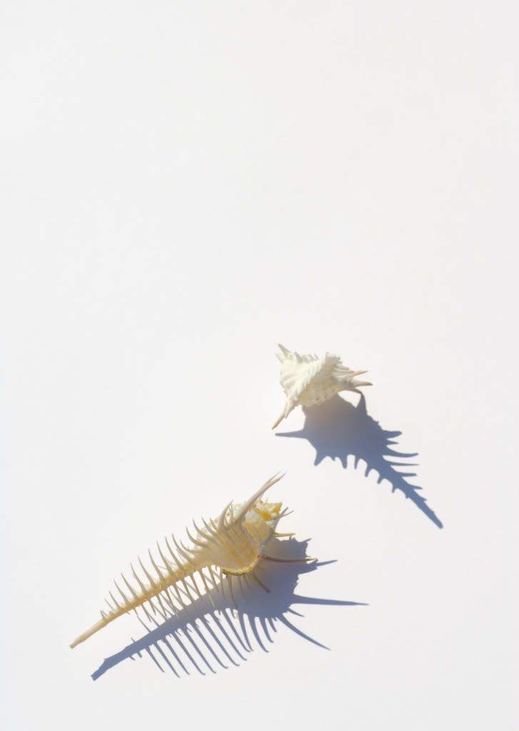 seashells007.jpg