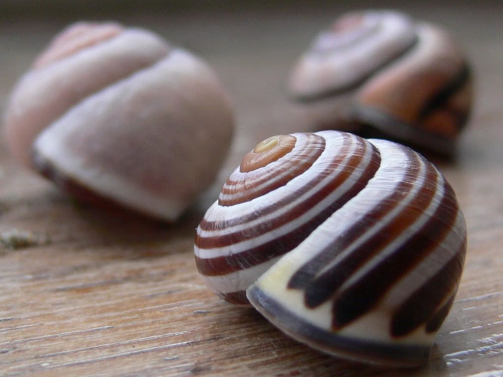seashells008.jpg