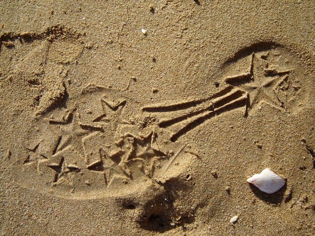 seashells010.jpg