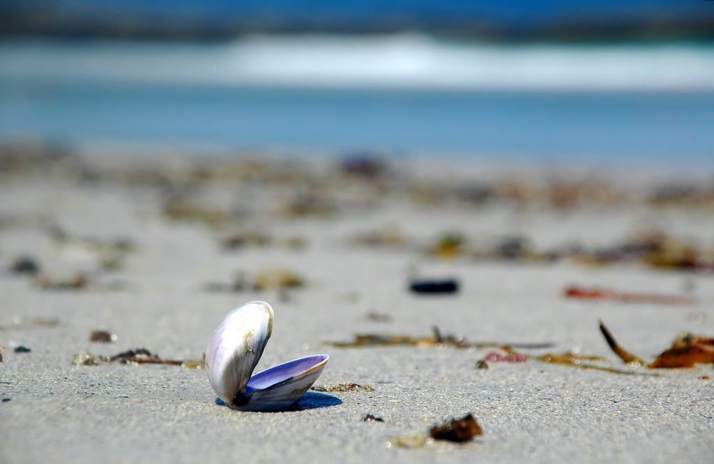 seashells011.jpg