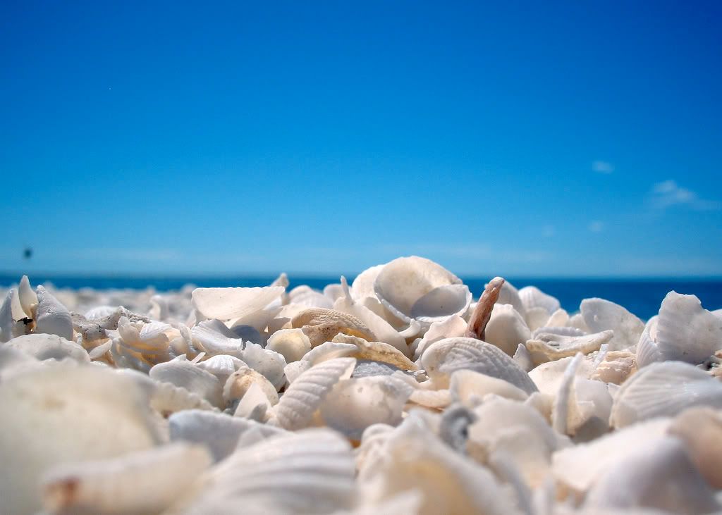 seashells012.jpg