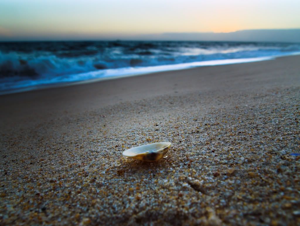 seashells013.jpg
