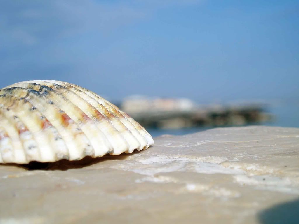 seashells014.jpg
