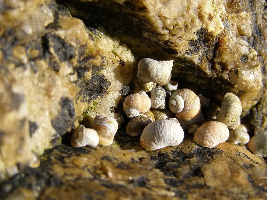 seashells015.jpg