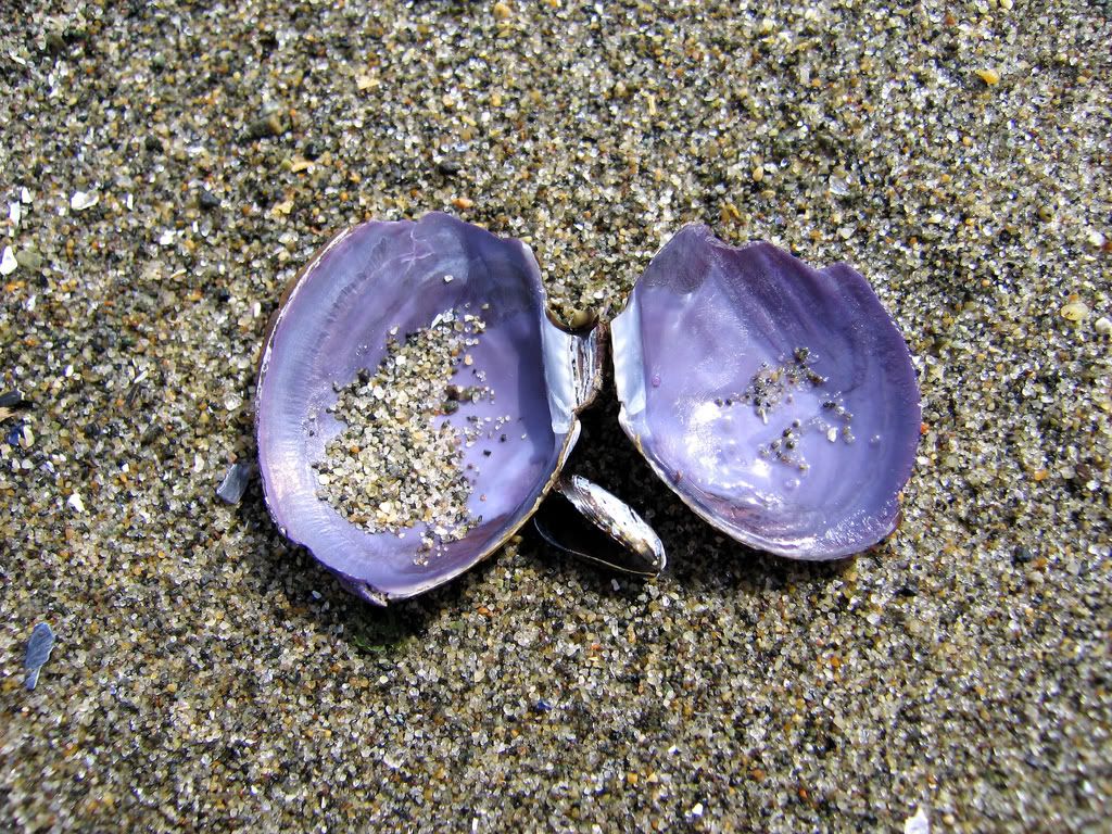 seashells016.jpg