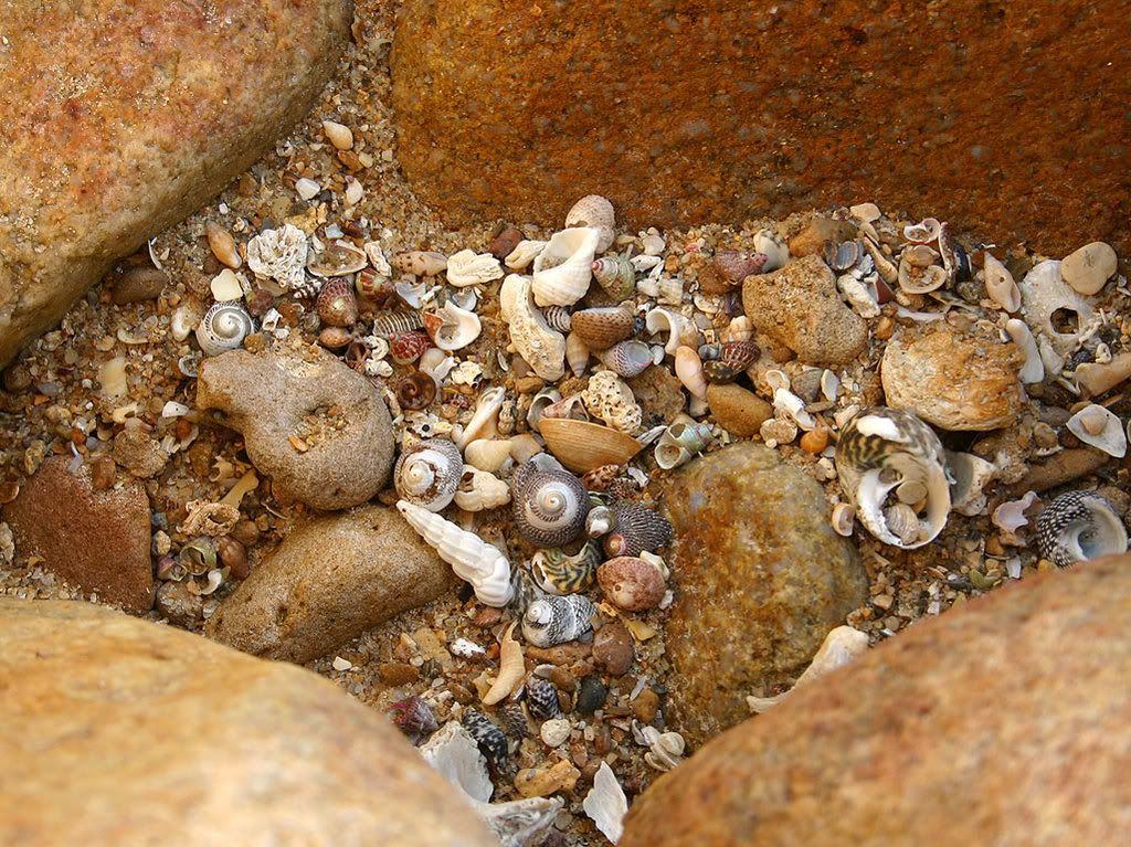 seashells019.jpg